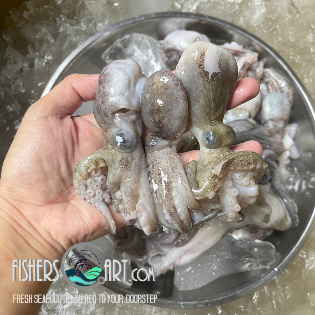 Fresh Octopus (~1kg) – Fisherscart Seafood Store Fresh octopus near me