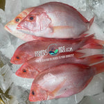 Fresh Maya-Maya (~1kg)