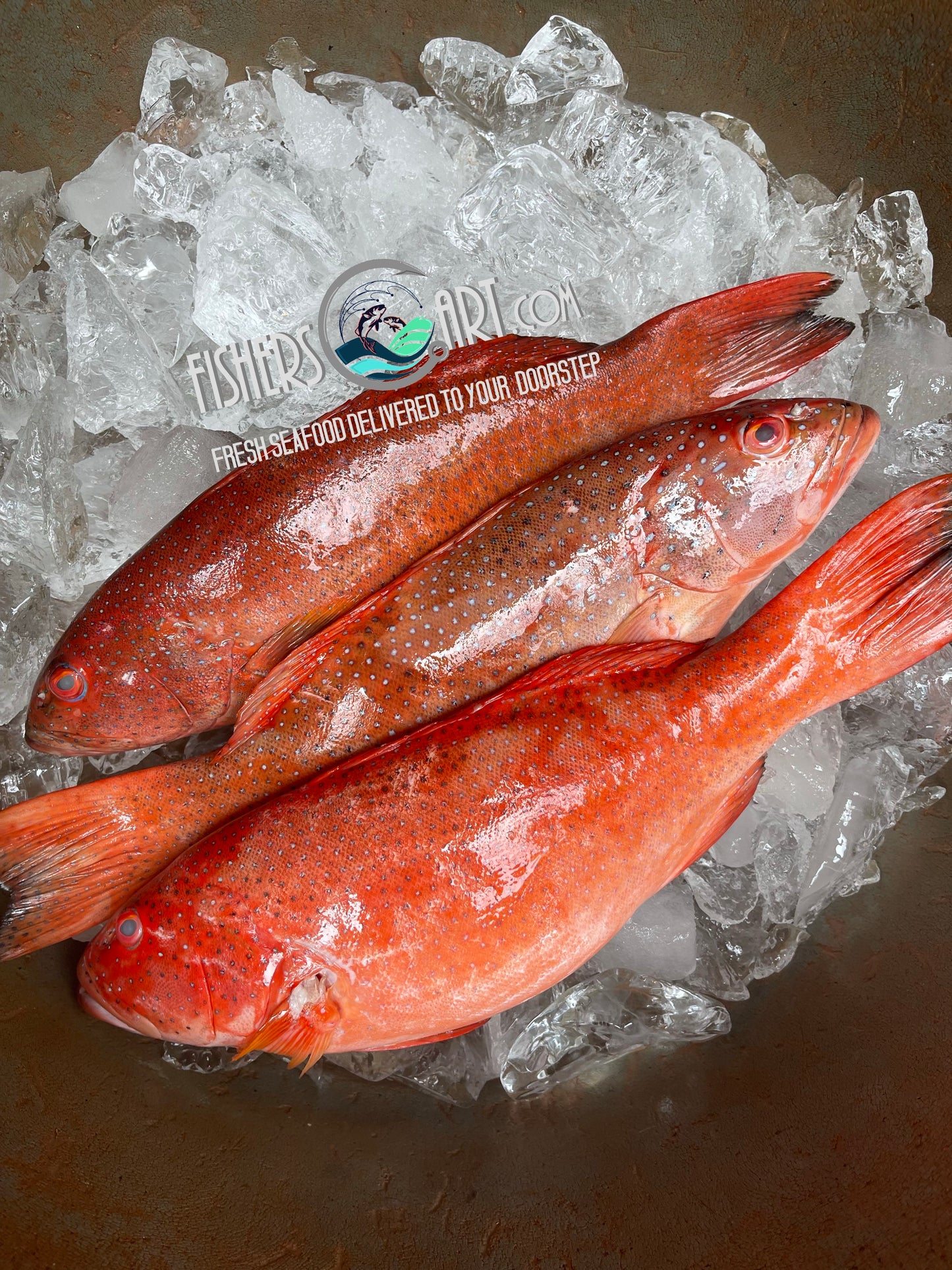 Lapu-Lapu (~1kg)
