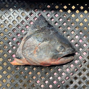 Salmon Head (~900g - 1kg)