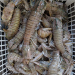 Fresh Tatampal (~1kg; 3-4 inches size)