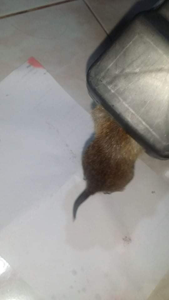 Reusable Mouse Trap-100% Capture Rate