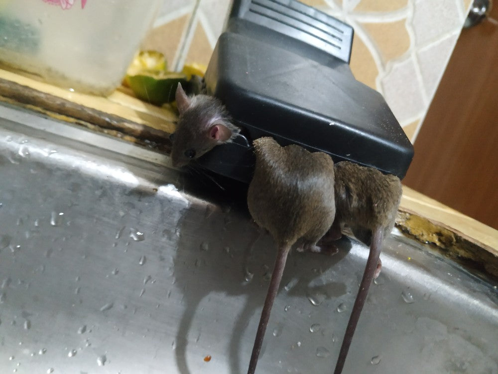 Reusable Mouse Trap-100% Capture Rate