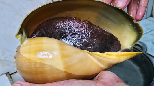 Fresh Lagang (1kg)