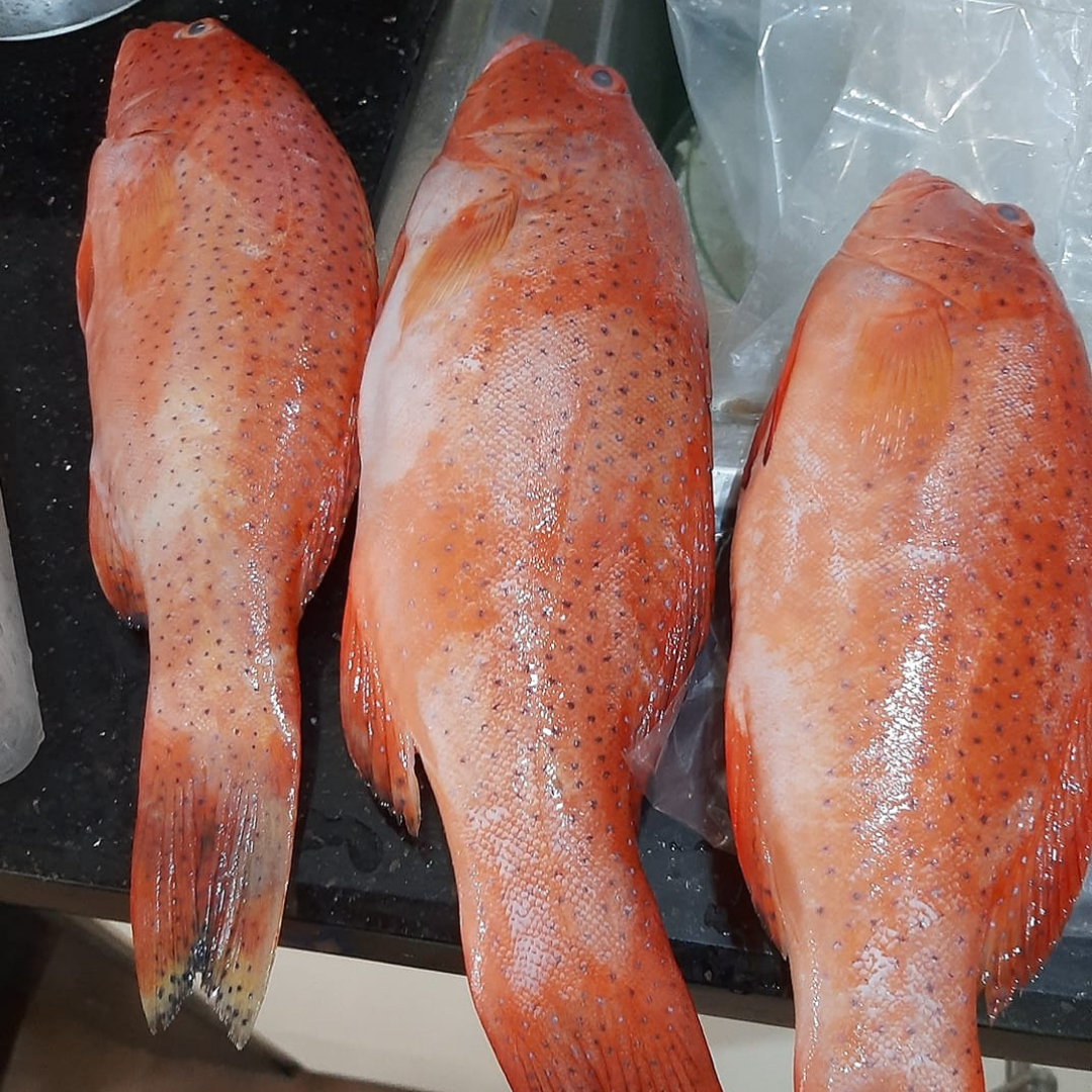 Lapu-Lapu (~1kg)