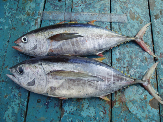 Fresh Yellowfin Tuna (~1kg)