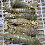 Fresh Tatampal (~1kg; 3-4 inches size)