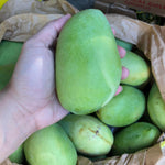 Fresh Manggang Kalabaw (~1kg)