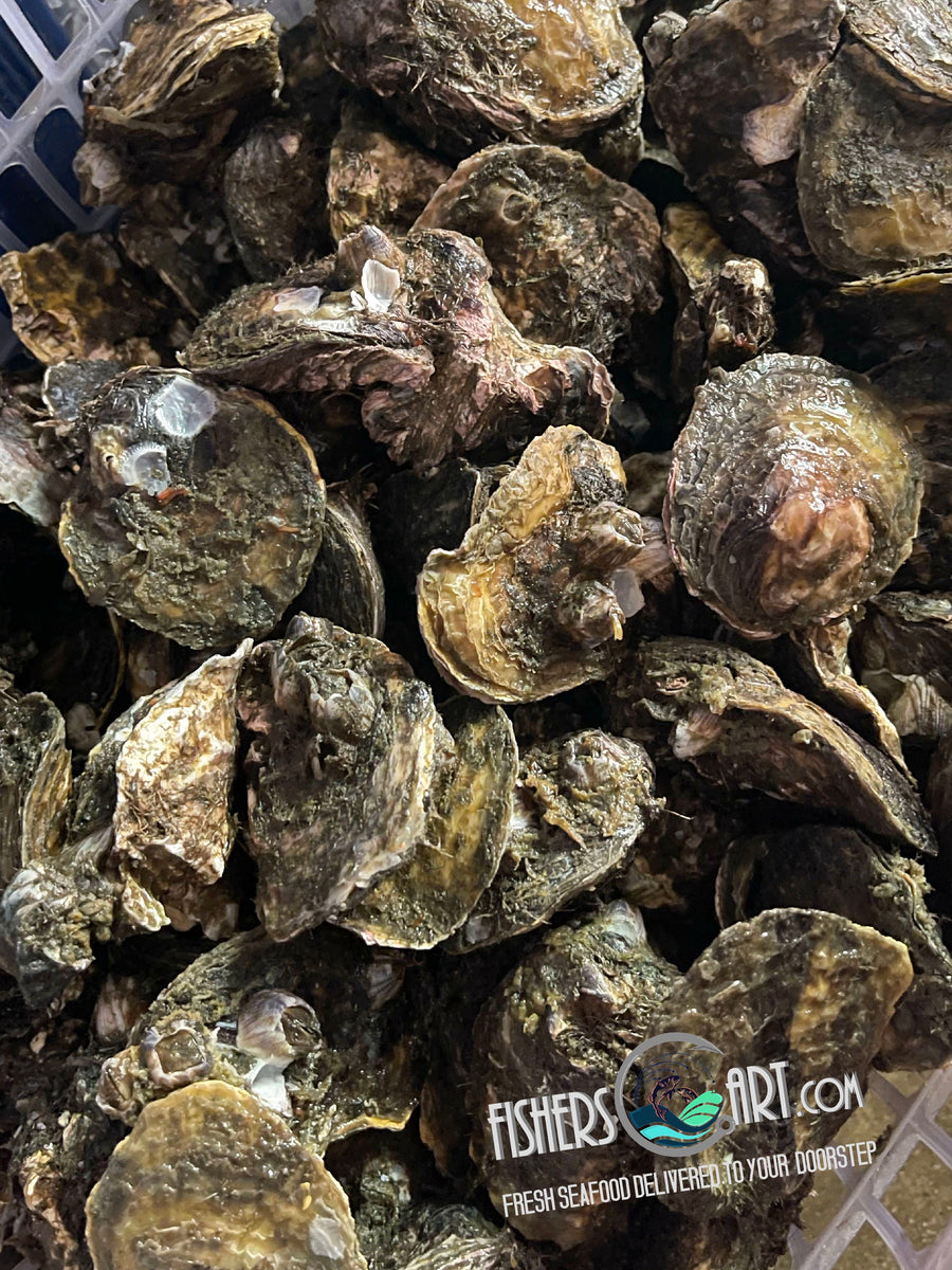 Fresh Aklan Talaba (~1kg) – Fisherscart Seafood Store