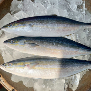 Fresh Local Salmon (~1kg)