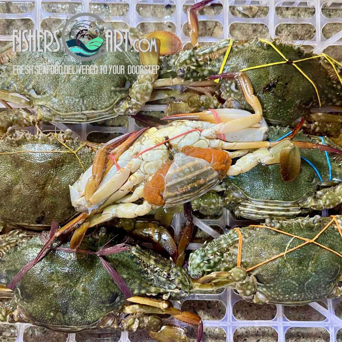 Fresh Alimasag (~1kg) – Fisherscart Seafood Store