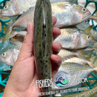 Fresh Hasa-Hasa (~1kg)