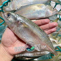 Fresh Hasa-Hasa (~1kg)