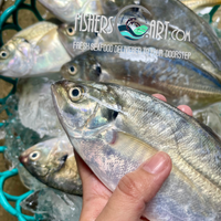 Fresh Salay Batang (~1kg)