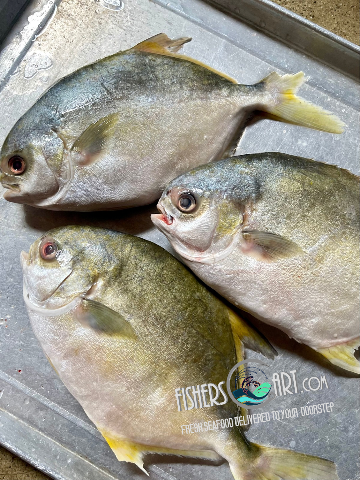 Fresh White Pampano (~1kg)