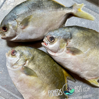 Fresh White Pampano (~1kg)