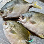 Fresh White Pampano (~1kg)