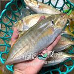 Fresh Salay Batang (~1kg)