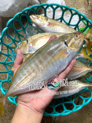 Fresh Salay Batang (~1kg)