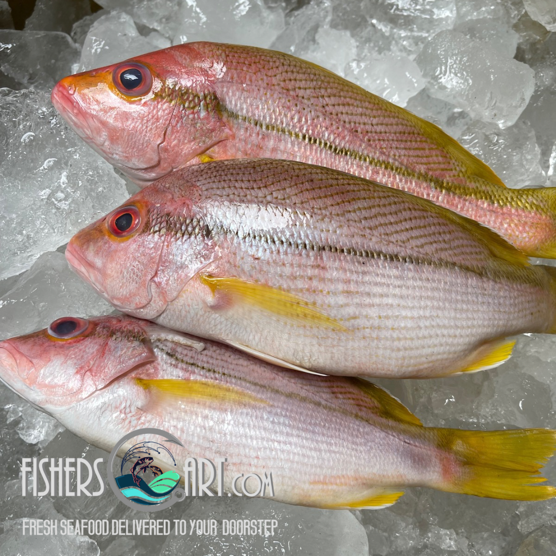 Fresh Burara (~1kg) – Fisherscart Seafood Store