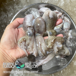 Fresh Octopus (~1kg)