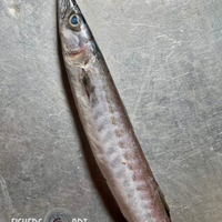 Fresh Torsilyo (~1kg)