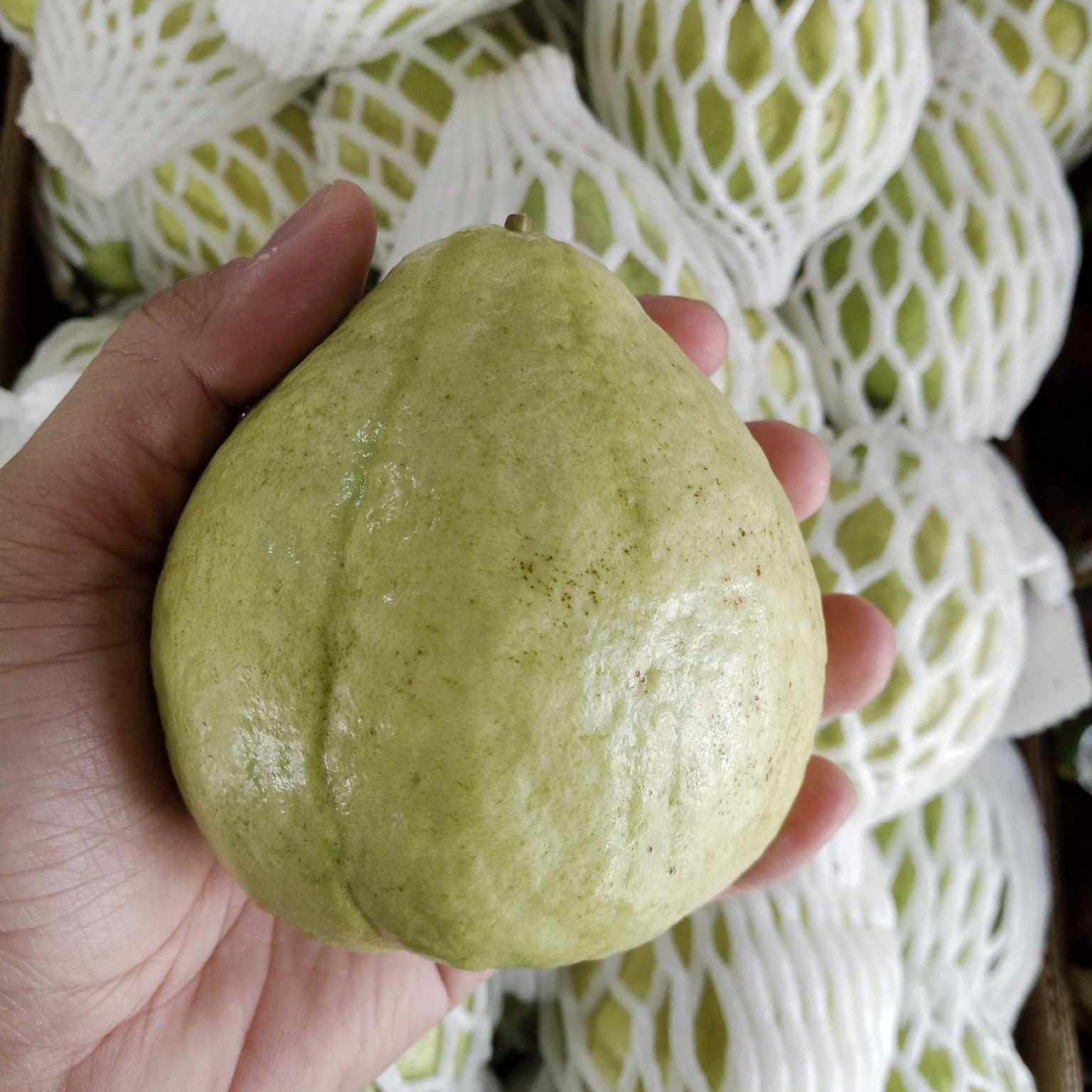 Fresh Taiwan Guava White (~1kg)
