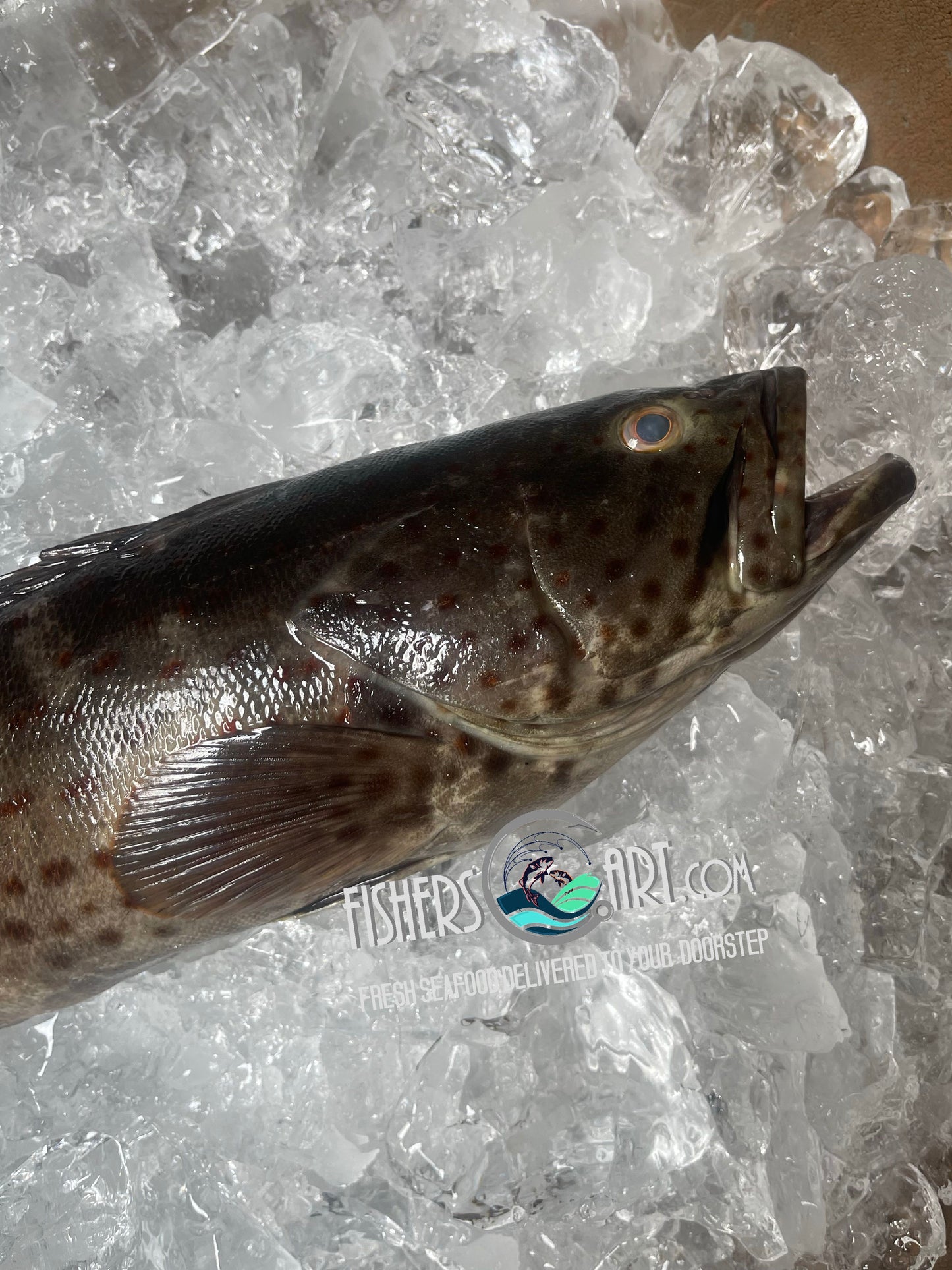 Lapu-Lapu (~1kg)