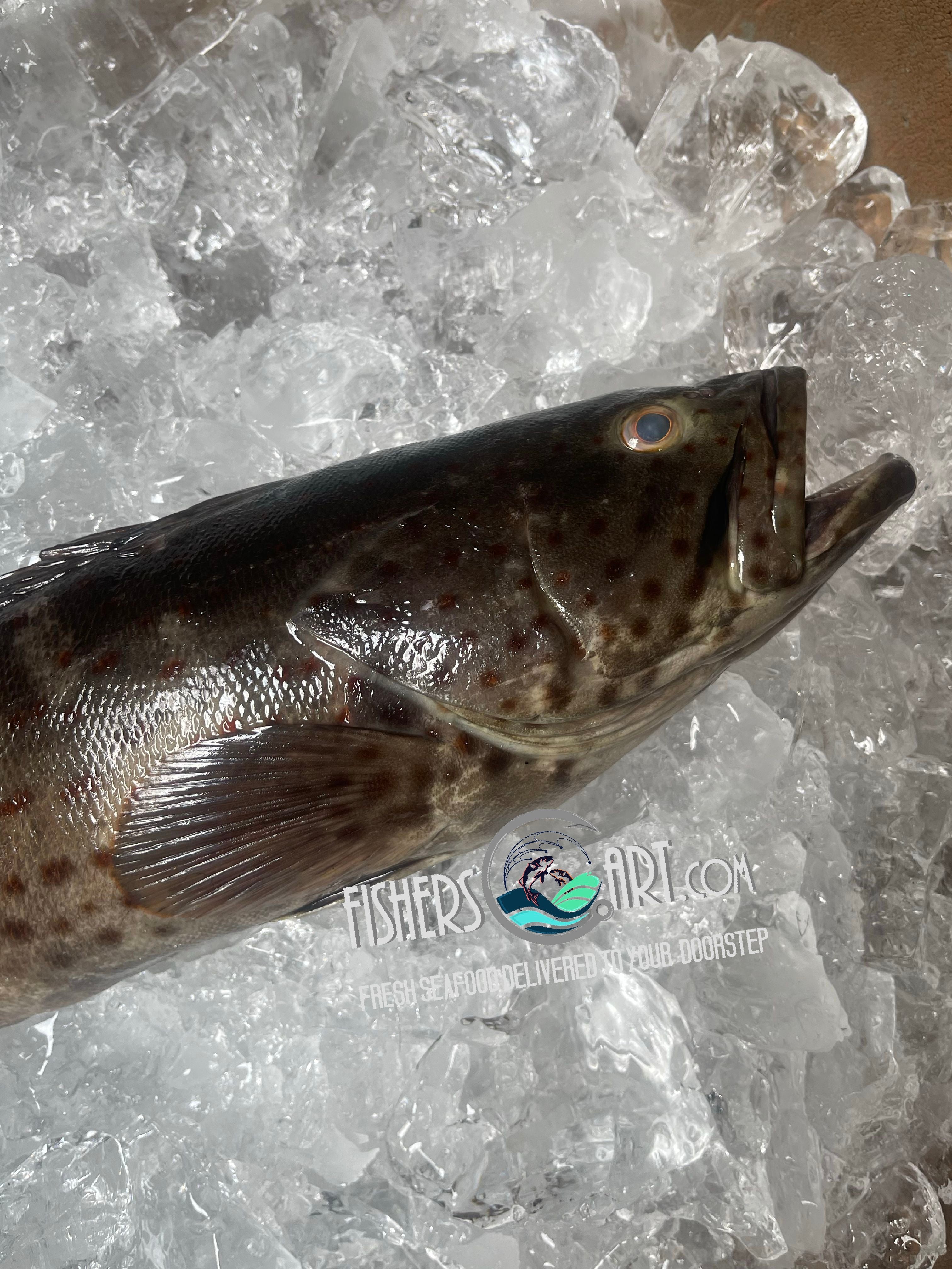 Lapu-Lapu (~1kg)