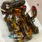 Fresh Boston Lobster (~1kg: 1-2 pcs)