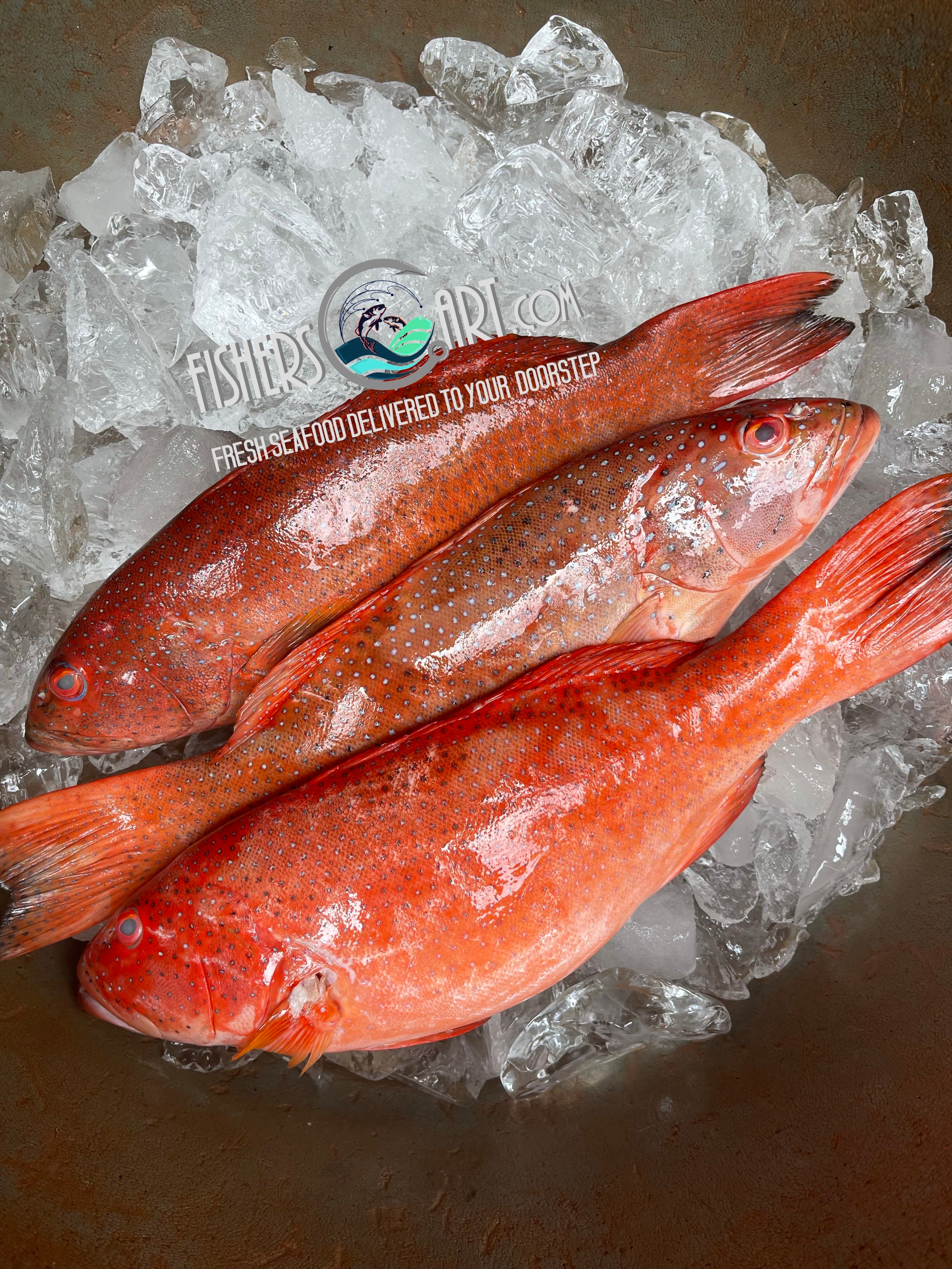 Lapu-Lapu (~1kg)