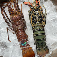 Fresh Lobster