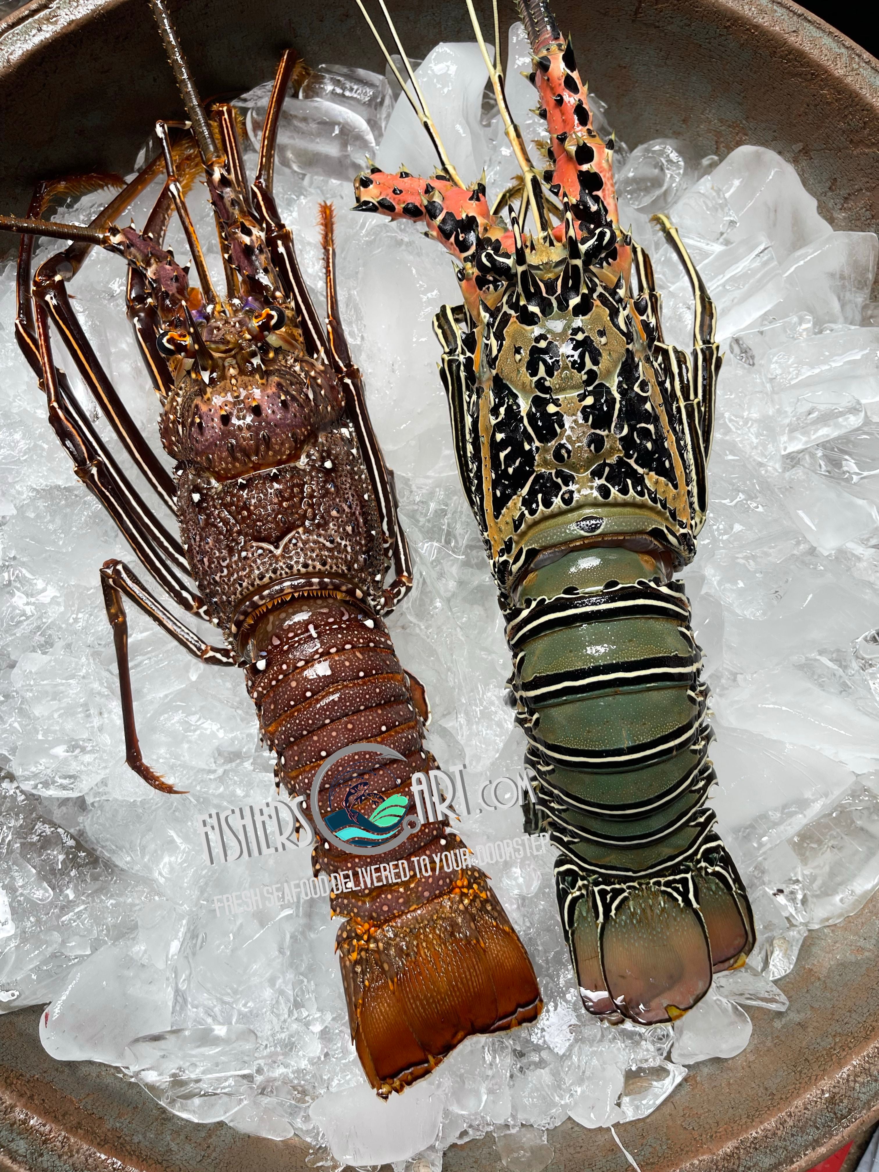 Fresh Lobster