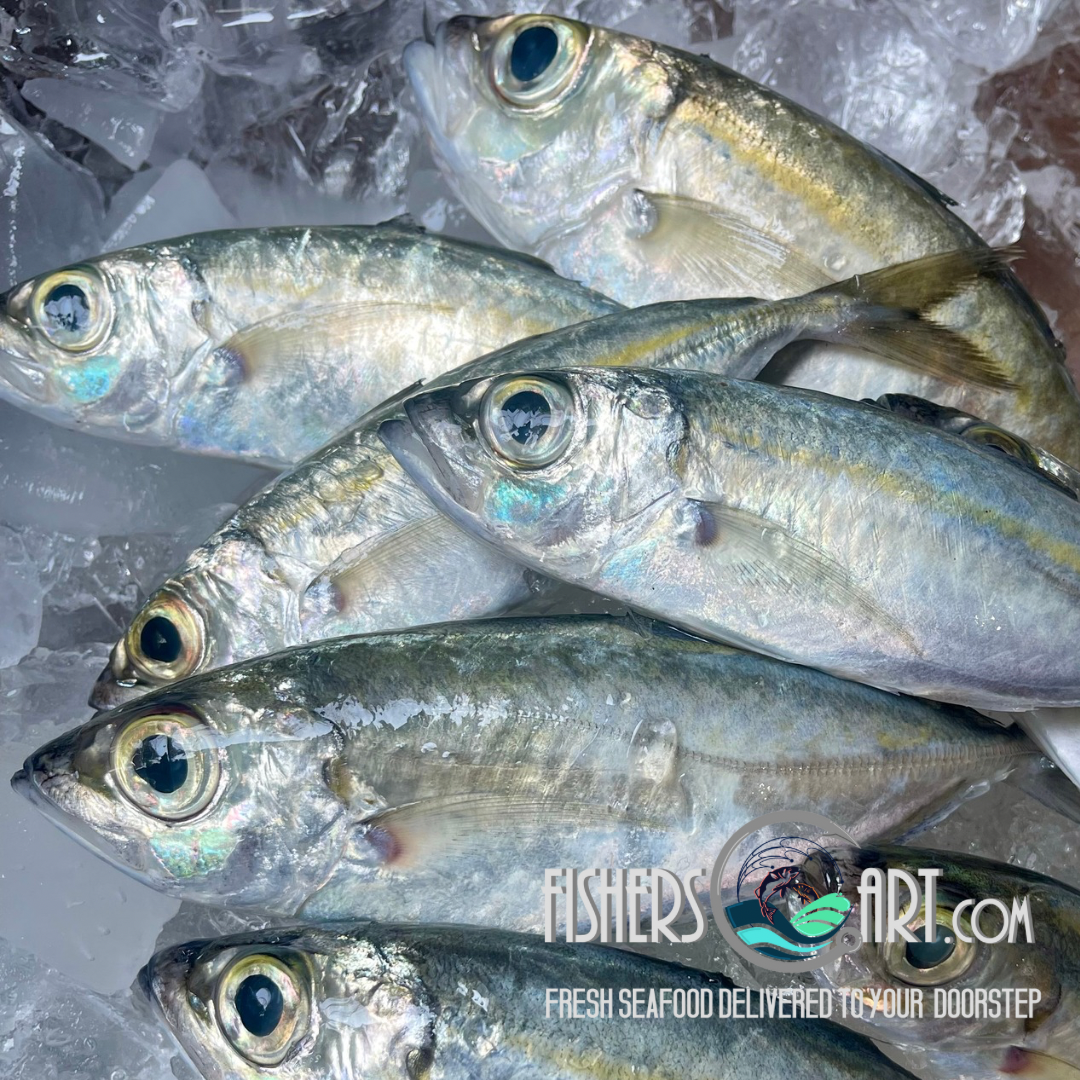 Fresh Matangbaka (~1kg) – Fisherscart Seafood Store