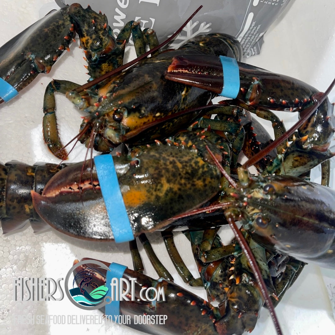 Fresh Boston Lobster (~1kg: 1-2 pcs)