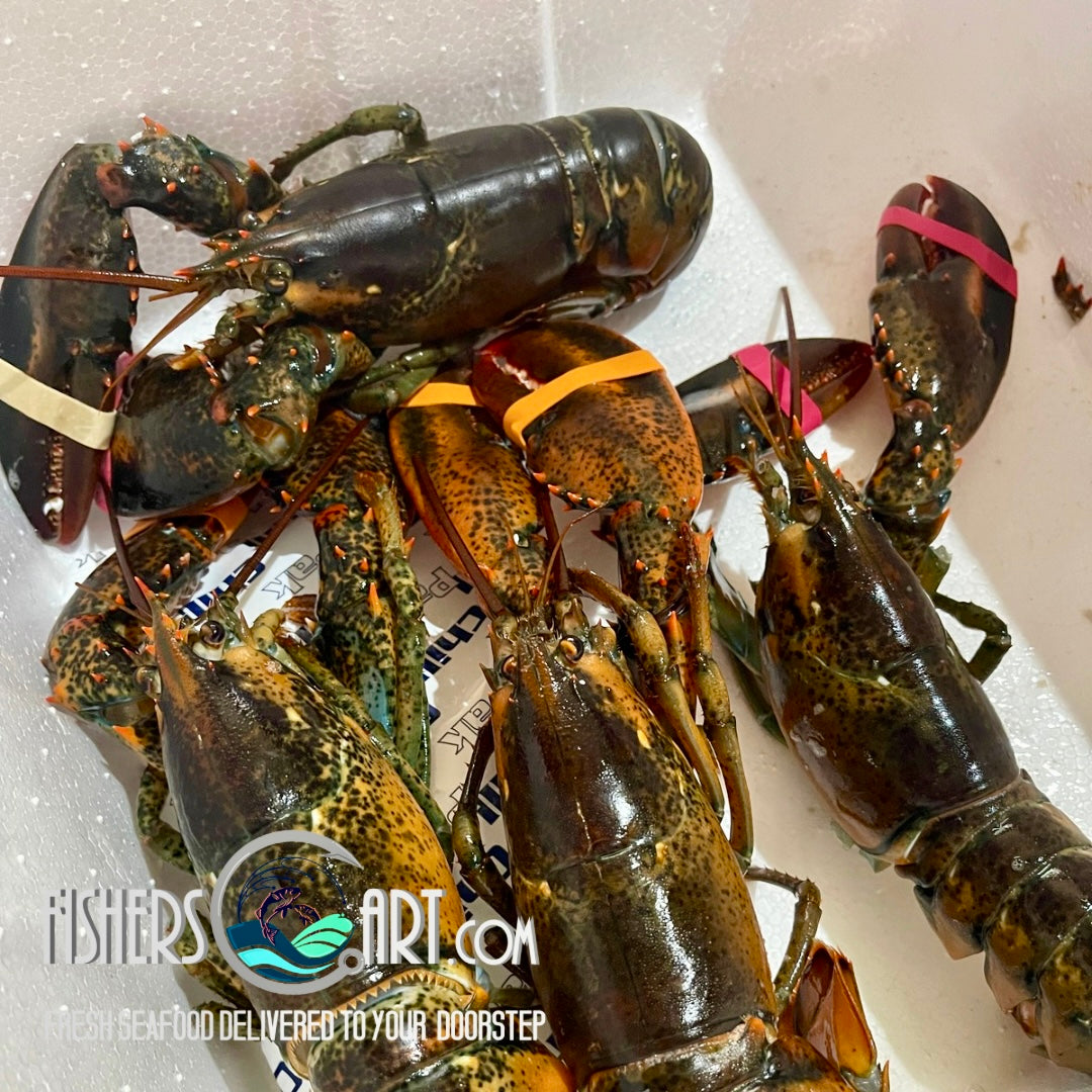 Fresh Boston Lobster (~1kg)