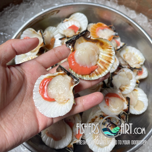 Fresh Half-Shell Scallops (~1kg)