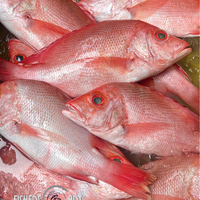 Fresh Maya-Maya (~1kg)