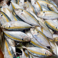 Salay Ginto (~1kg)