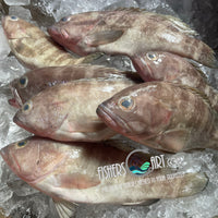 Fresh Ulpot Lapu-Lapu (~1kg)
