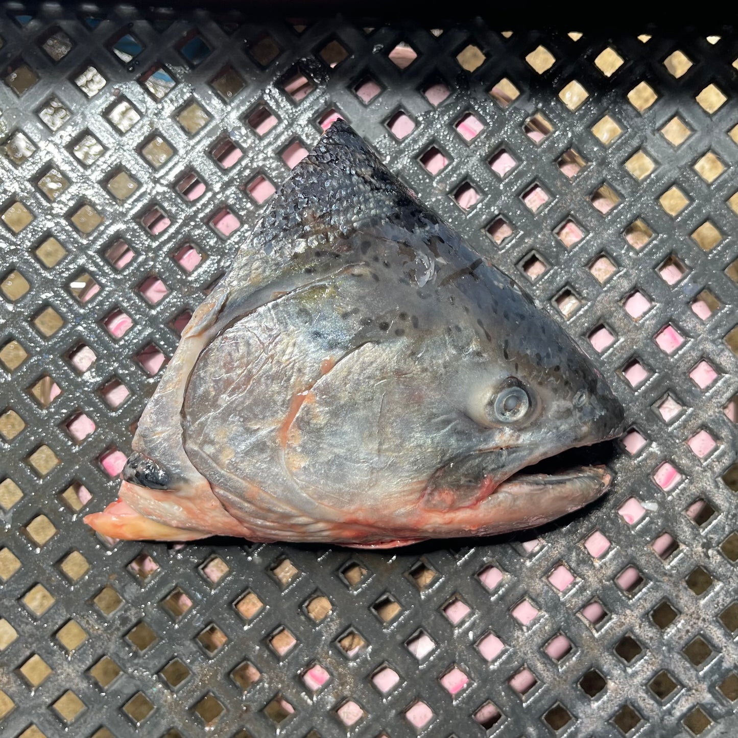 Salmon Head (~750-900 grams)