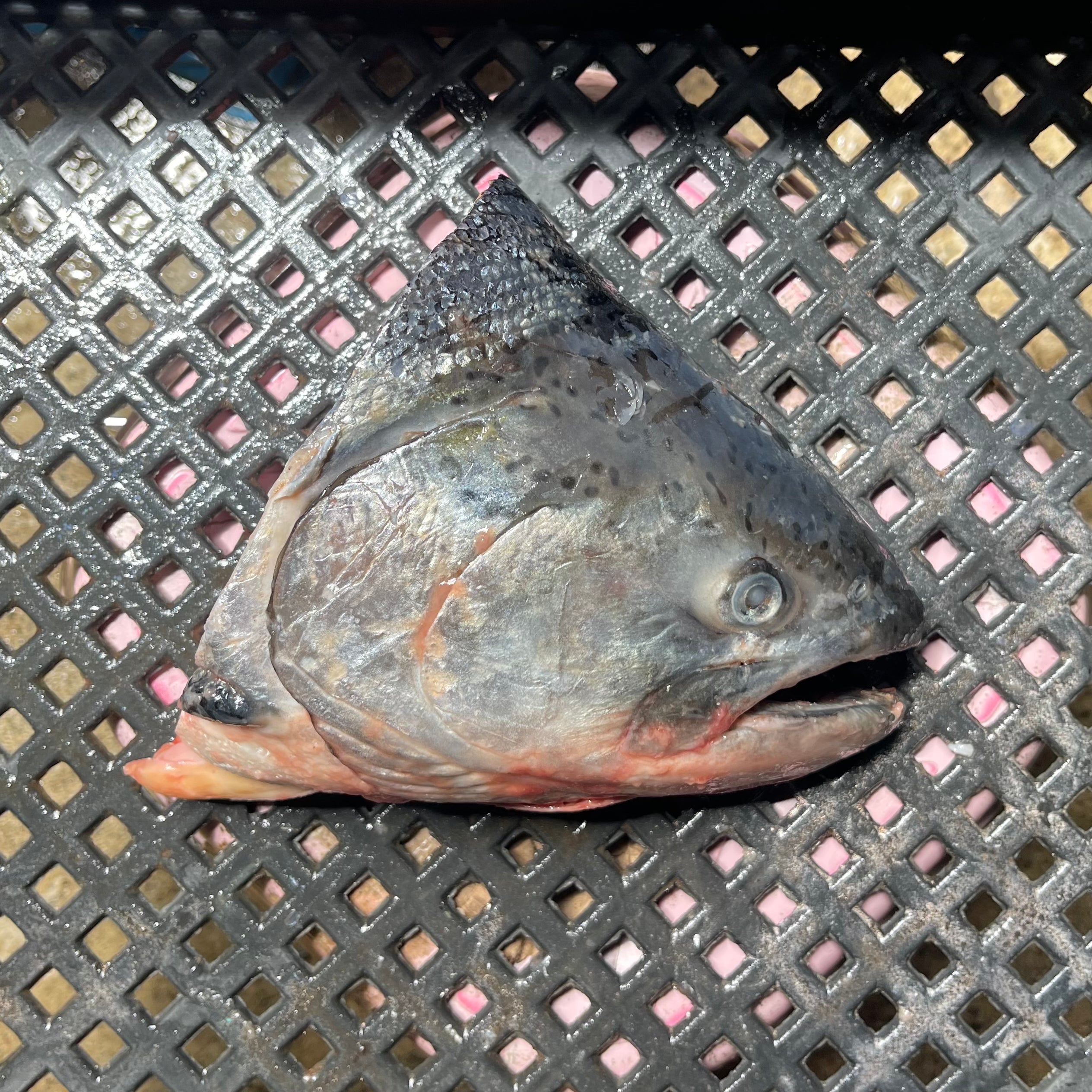 Salmon Head (~750-900 grams)
