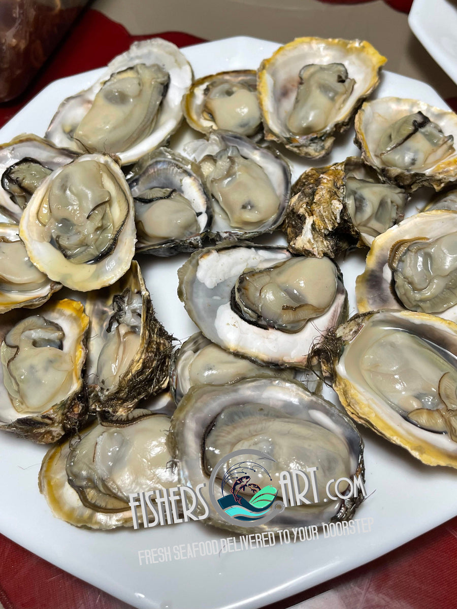 Fresh Aklan Talaba (~1kg) – Fisherscart Seafood Store