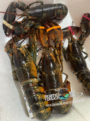 Fresh Boston Lobster (~1kg)