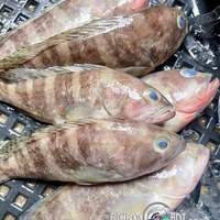 Fresh Ulpot Lapu-Lapu (~1kg)