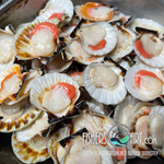 Fresh Half-Shell Scallops (~1kg)