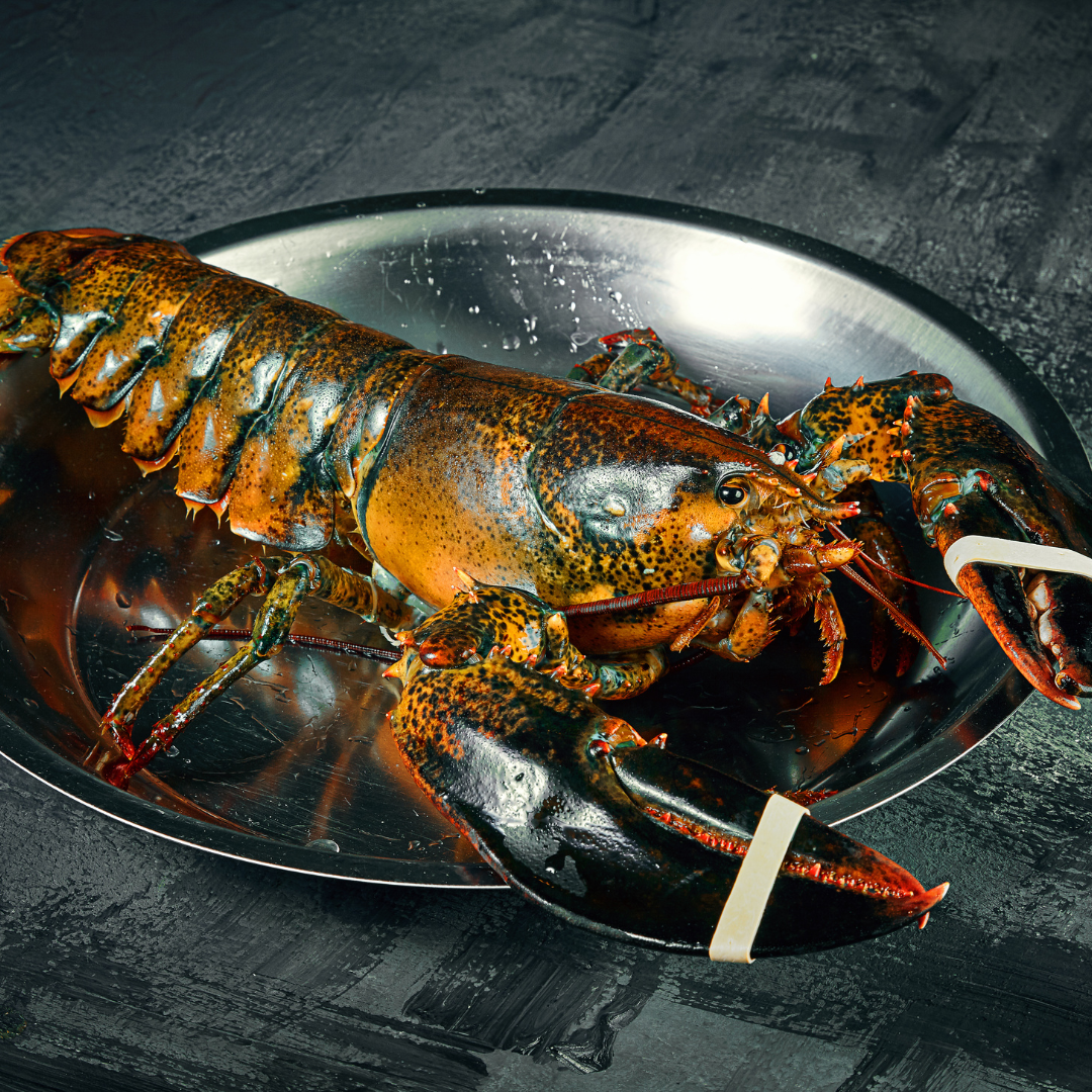 Fresh Boston Lobster (~1kg: 1-2 pcs)