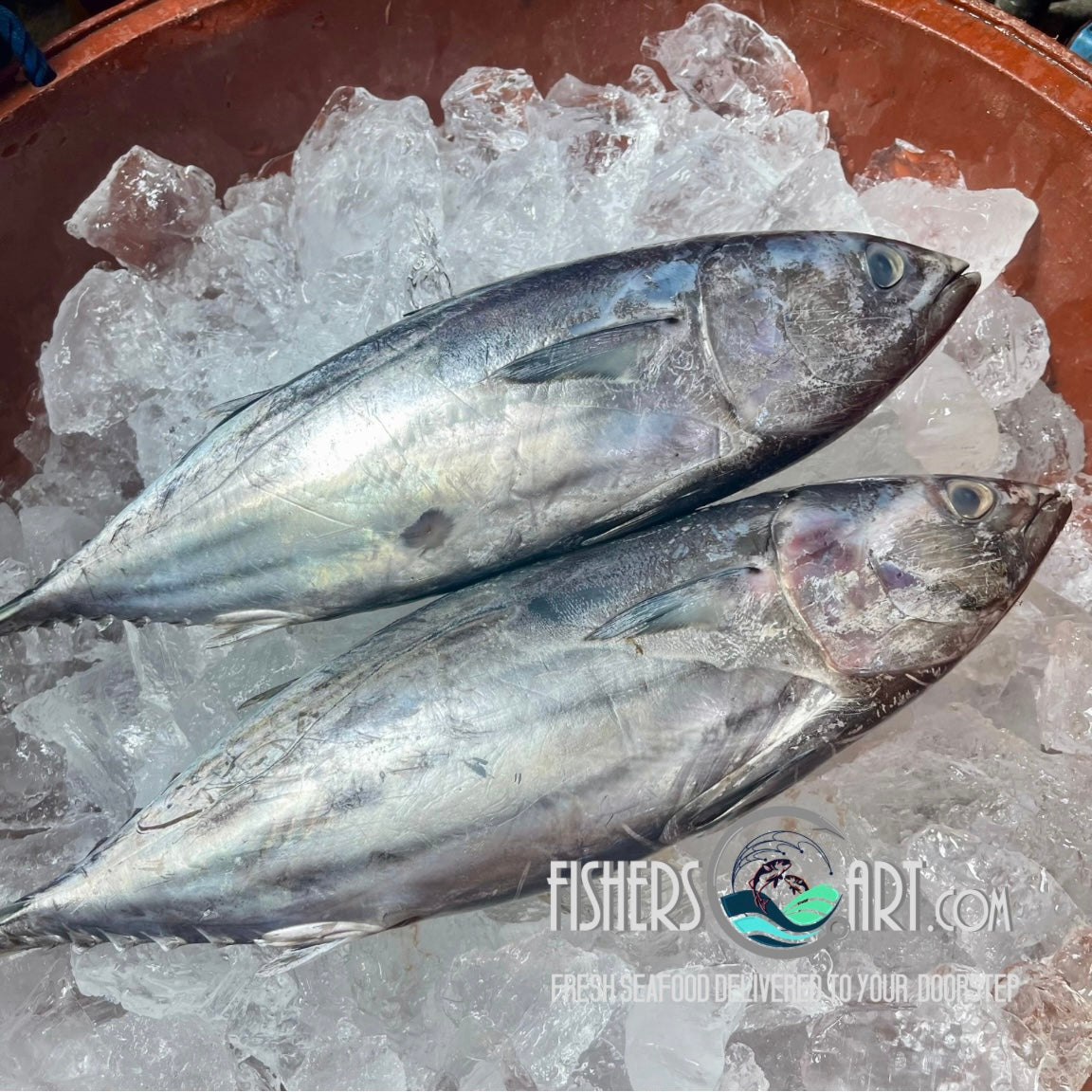 Fresh Yellowfin Tuna (~1kg)