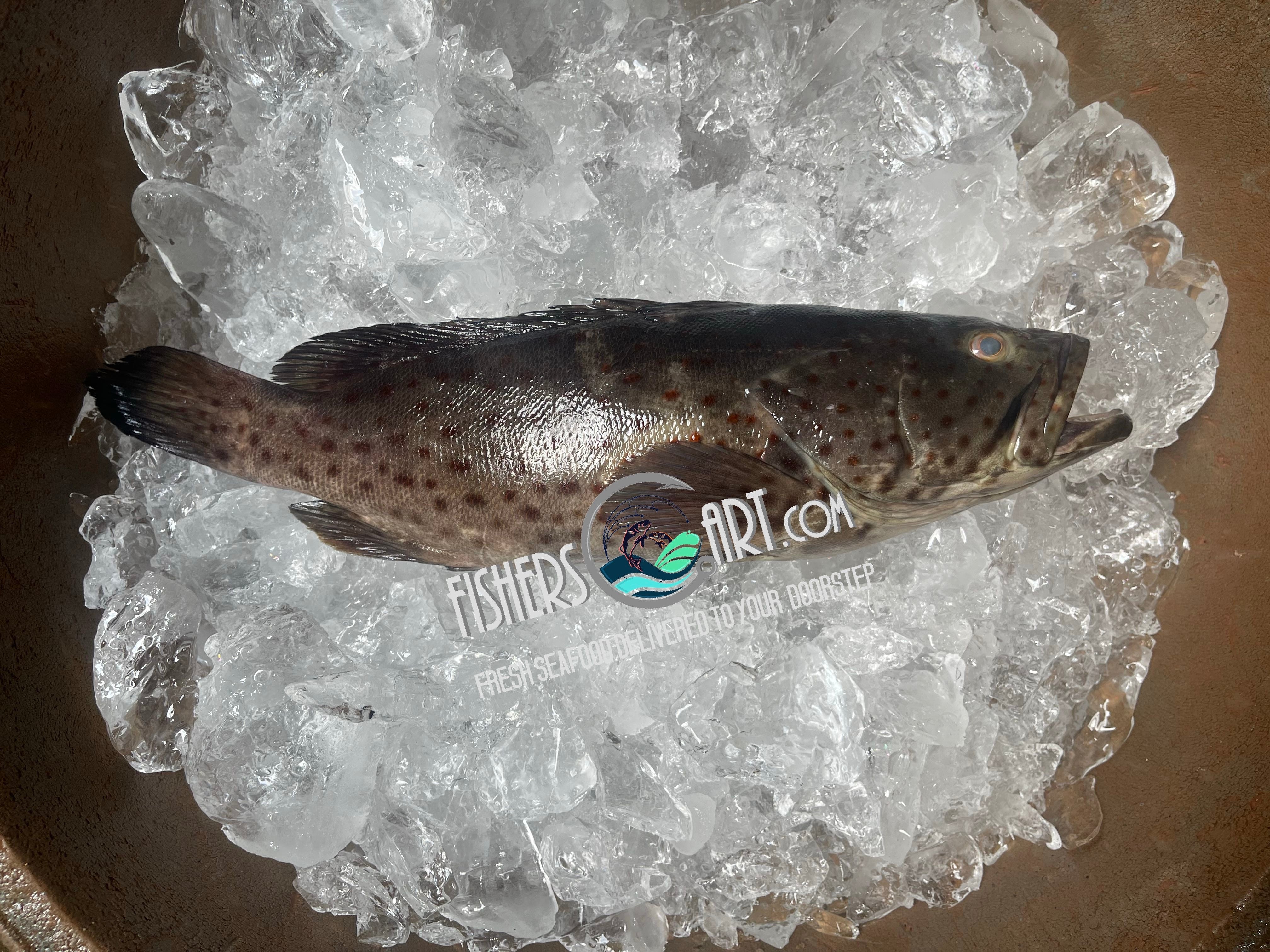 Lapu-Lapu (~1kg)