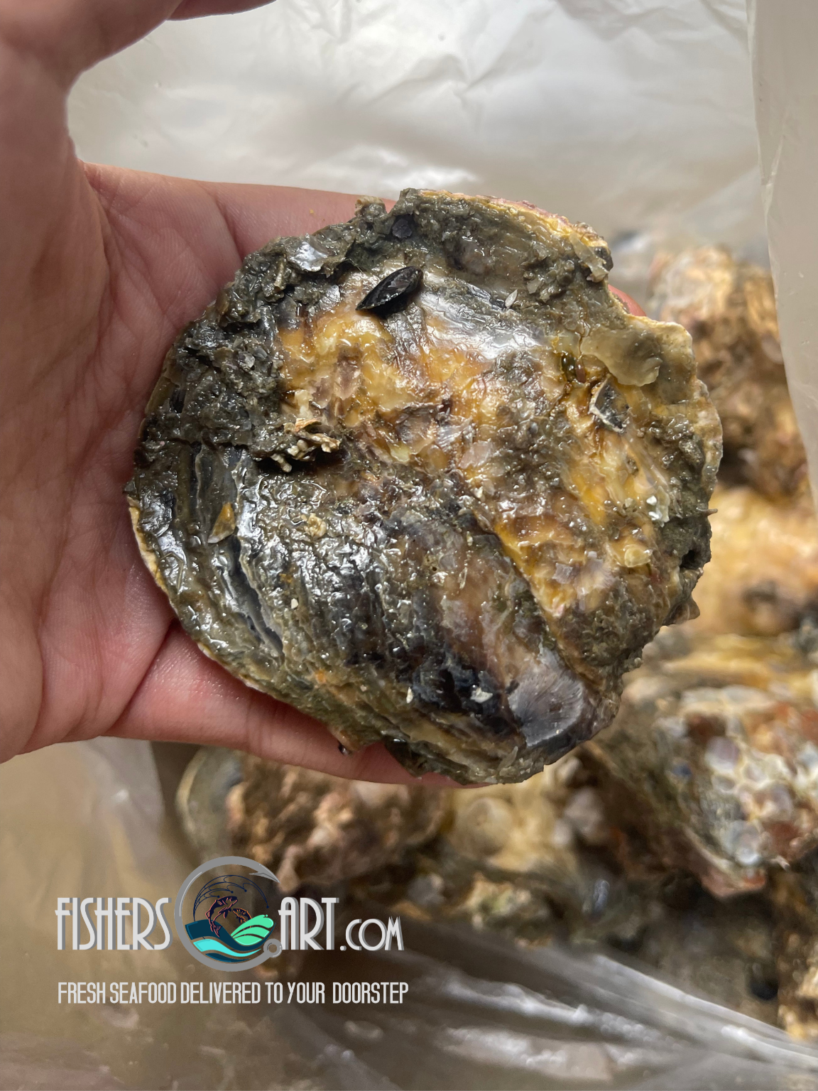 Fresh Aklan Talaba (~1kg)